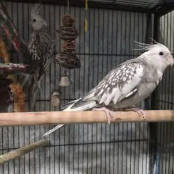 Tame handfed cockatiels