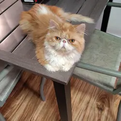 Kitten
