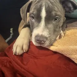Pitbull puppy mixed