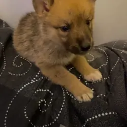 Alaskan malmute/ German shepherd puppies