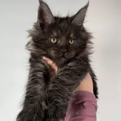 We got adorable Maine Coon kittens for adoption