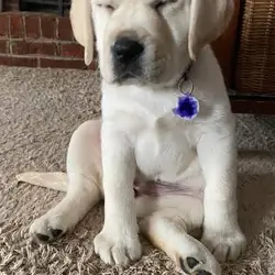 13-Week-Old Friendly Female Puppy