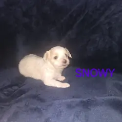 Male yorkie