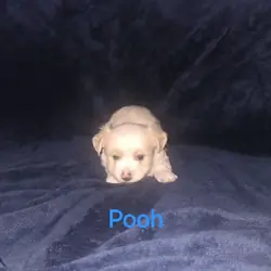 Little boy yorkie puppy