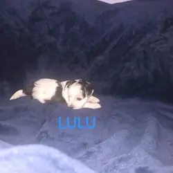 Female yorkie
