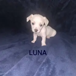 Teacup Female chorkie