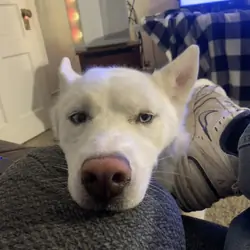 Husky