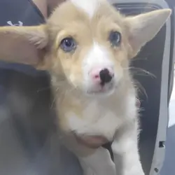 Corgi males