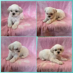 Shihtzus