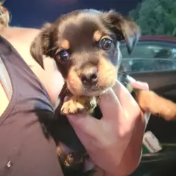 Male yorkie mix
