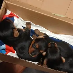Puppies