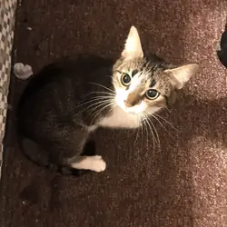 Cat and kittens
