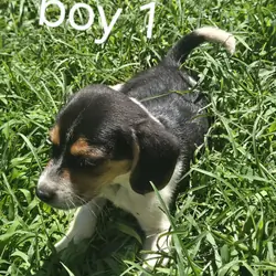 Beagle puppies