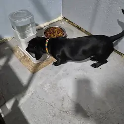 Dachshunds