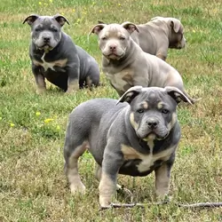 AMERICAN BULLY PUPPY