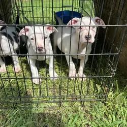 Blue puppies