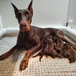 red doberman puppies for sale