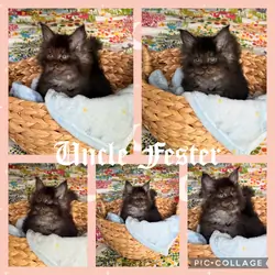 Black Smoke European CFA Maine Coon Kittens