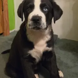 Puppy