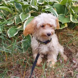Opalescent, great for apartments, MaltiPoo female