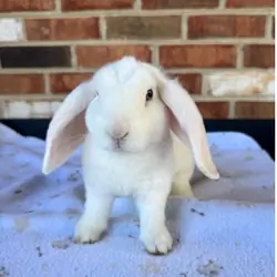 Mini Plush Lop Rabbits- Pedigreed Bunnies