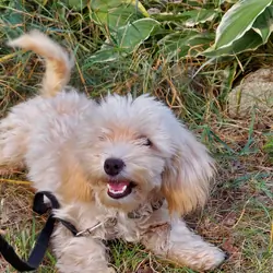 Ophelia, great for apartments, MaltiPoo female