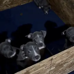 Blue APBT puppies