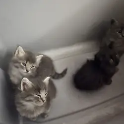 Maine coon kittens