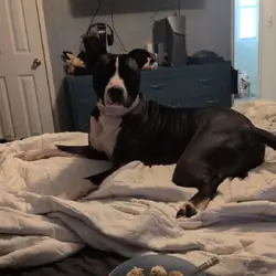 Boxer pit mix almost 2