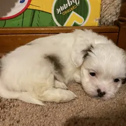 Chihuahua Shih tzu mix puppies