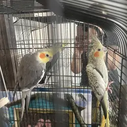 Breeder pair of cockatiels