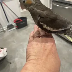 Young cockatiel