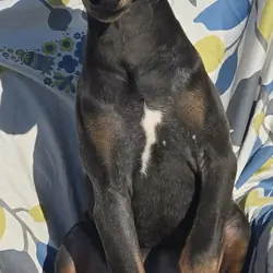WEEKEND SPECIAL $500 OFF! BLUE Doberman Female Pup