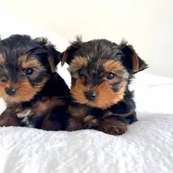 Yorkshire Terrier puppies
