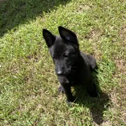 AKC Belgian Malinoise Pup- Female - Black-10Weeks