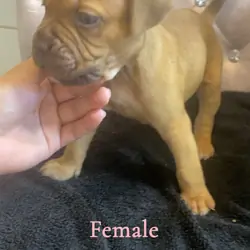 French mastiff pit bull mix puppies