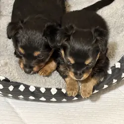 We Have Puppies Available Now 🐶