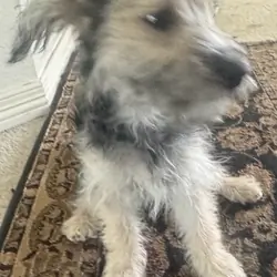 2 Female Yorkie/Poodle Mix Puppies – Denver