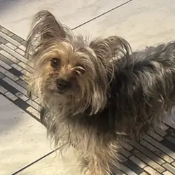Small Female Yorkie-Type Dog – Denver