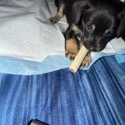 Minpin puppy