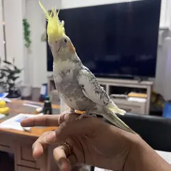 Handfed and handtamed Cockateils for sale
