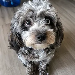 Female Merle Cavapoo – Vaccinated & Microchipped