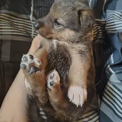 German shepherd husky Puppies