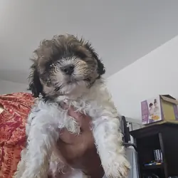 Maltipoo puppies