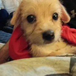 Loving playful Long haired Chihuahua puppy
