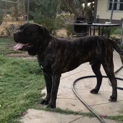 Pups cane corso pups