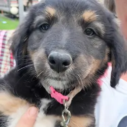 Bernese Mountain Dog and German Shepherd mix puppi