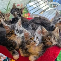 Gorgeous Maine Coon Kittens – 2 Boys & 2 Girls Av