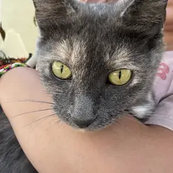Female cat for adoption