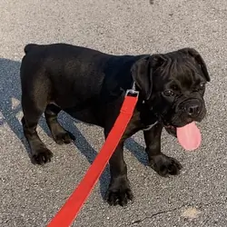 Male Olde English Bulldogge